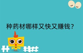 种药材哪样又快又赚钱？