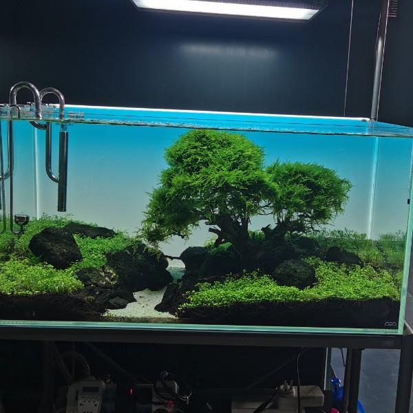 山东本色水景专业水草造景培训，零基础也能开店