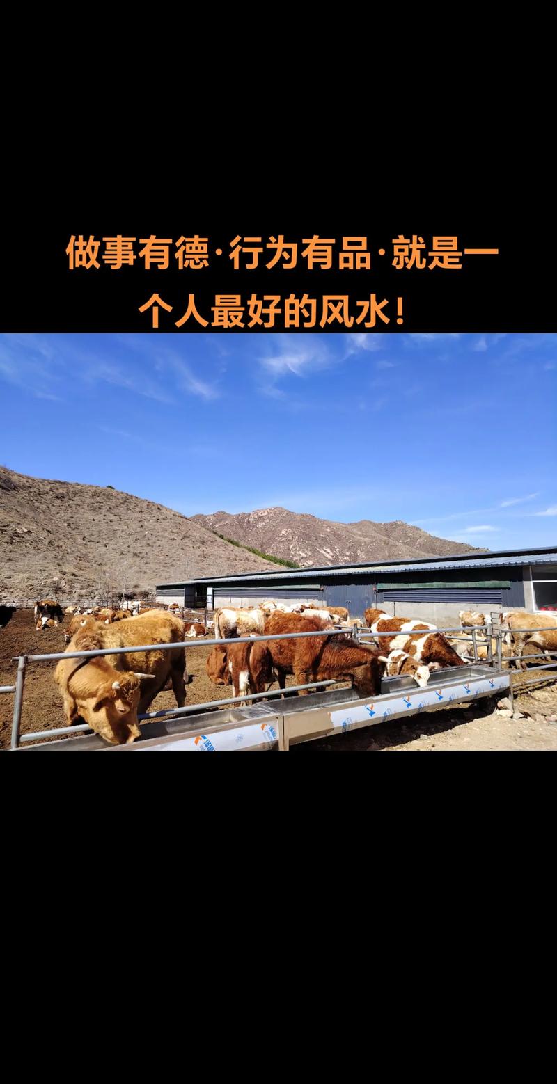 养牛场常用消毒剂有哪些？大汉养牛基地为您介绍
