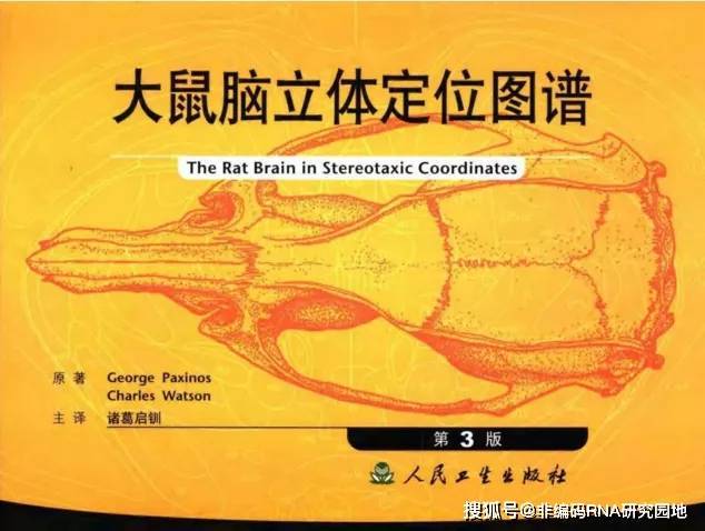 过量摄入叶酸对后代影响：科学家研究叶酸水平与DNA突变及甲基化关系